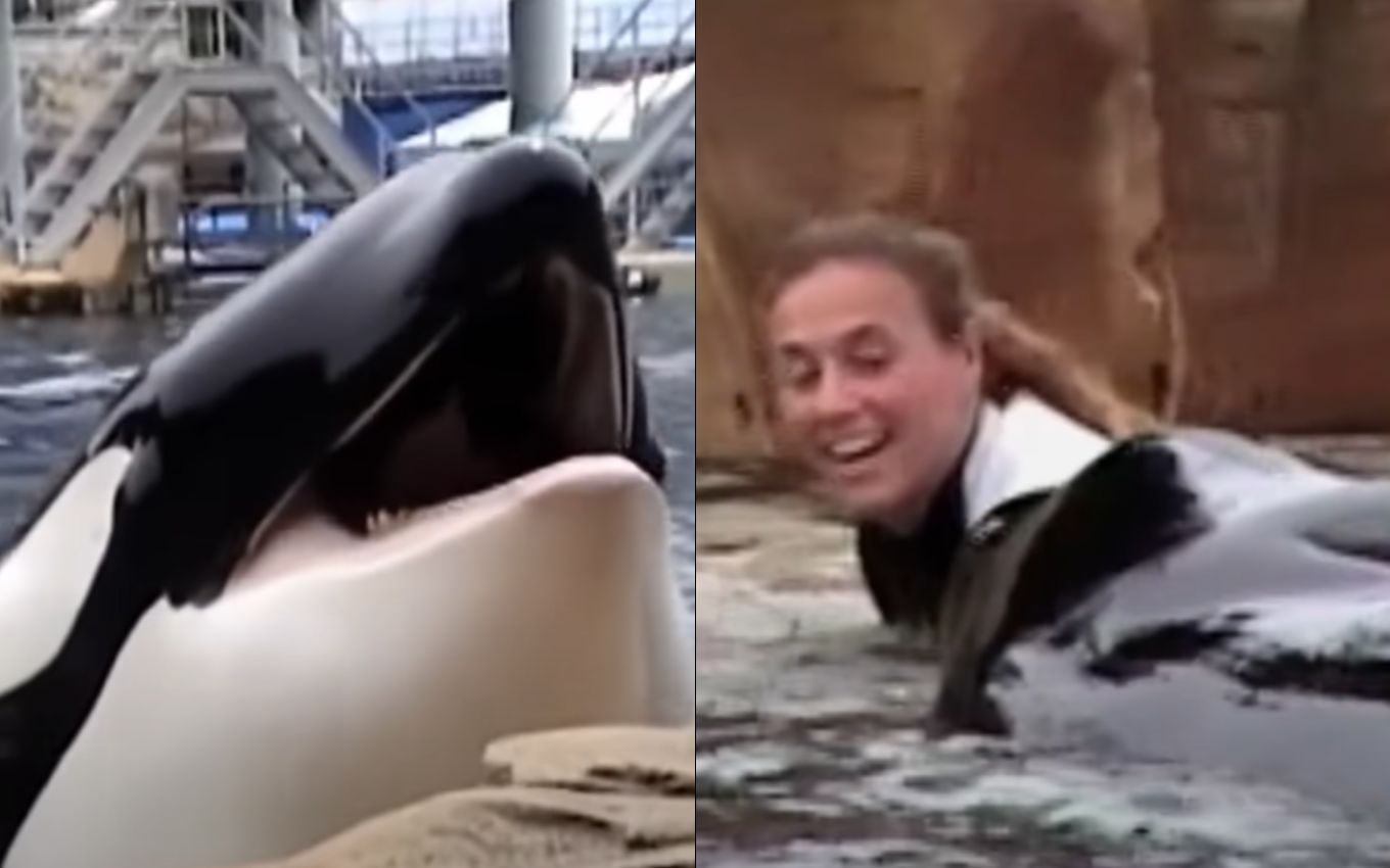 Tilikum e Dawn Brancheau momentos antes de a treinadora ser morta
