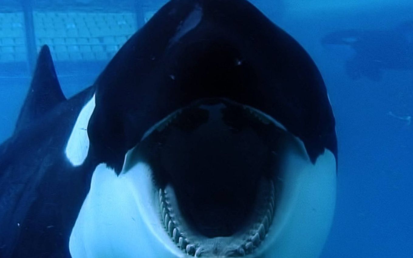 documentário Blackfish - Fúria Animal tratou sobre Tilikum